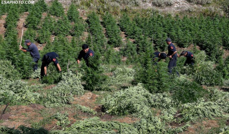 Kultivonin kanabis   përfundojnë në prangat e Policisë së Lezhës