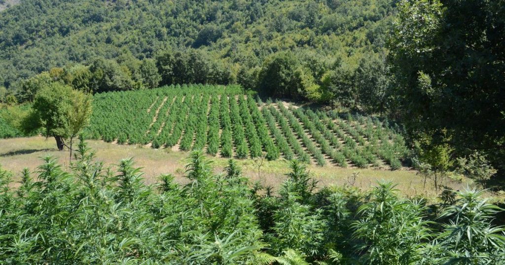 Kërkohet nga policia për kultivim droge, shkarkohet nga deryra