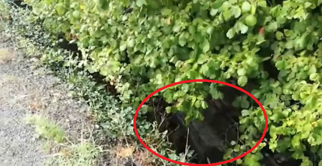 Foto nga aksidenti, shikoni ku ka përfunduar makina që doli nga rruga
