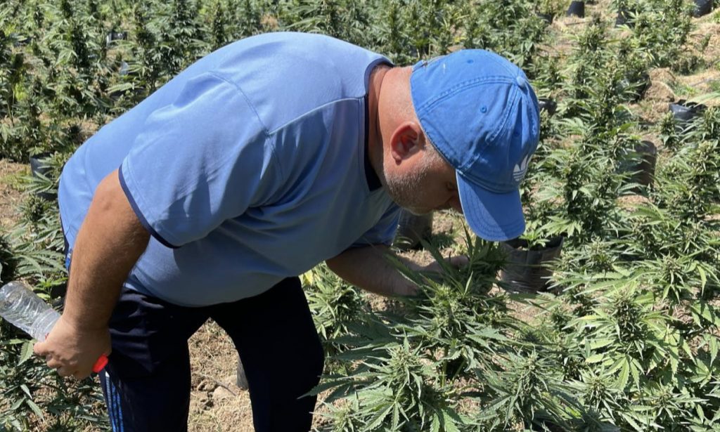 Gazetari Artan Hoxha publikon pamjet e plantacioneve: Fara është modifikuar në kushte laboratorike në Spanjë