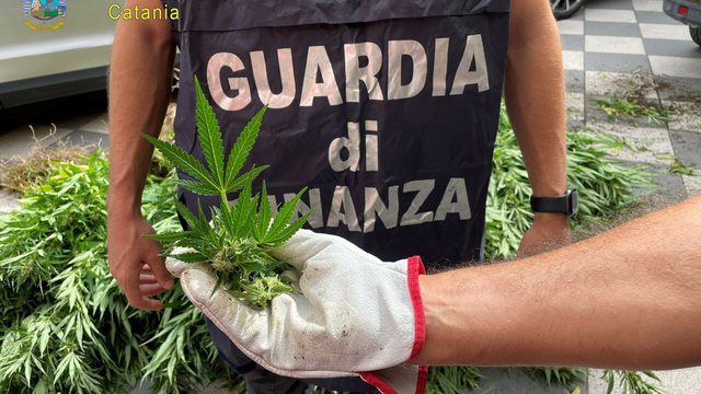 Shqiptari i dënuar me 24 vjet burg kapet duke ujitur parcelën me mbi 1 mijë rrënjë kanabis