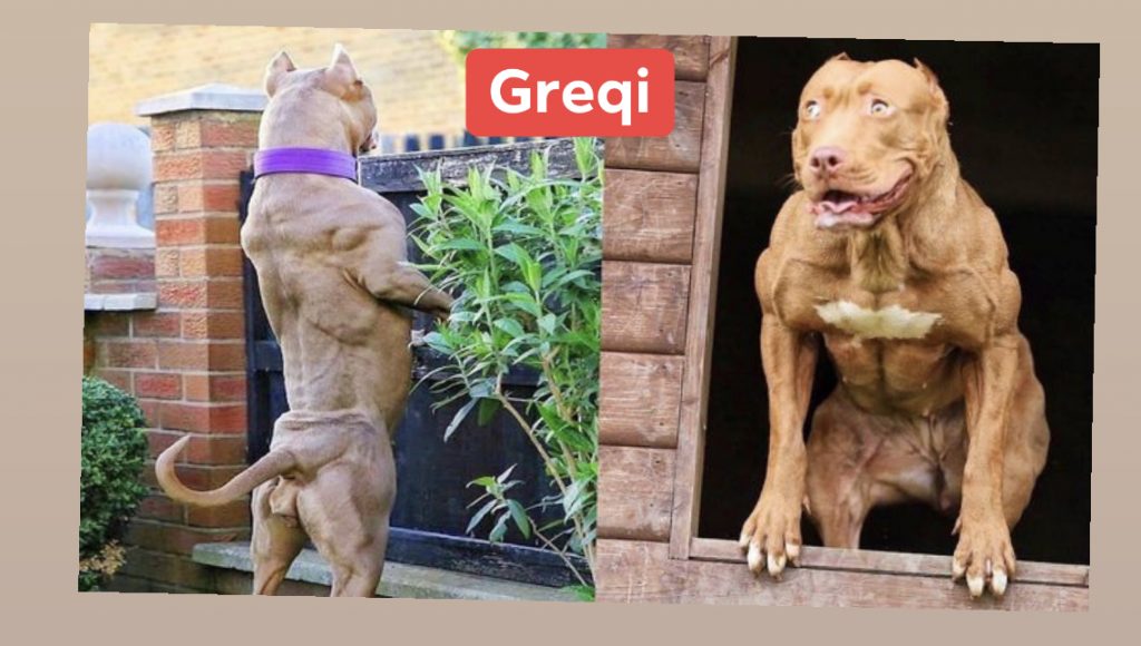 Policët shkojnë ta arrestojnë, autori lëshon pitbullin, lëndohen dy oficerët