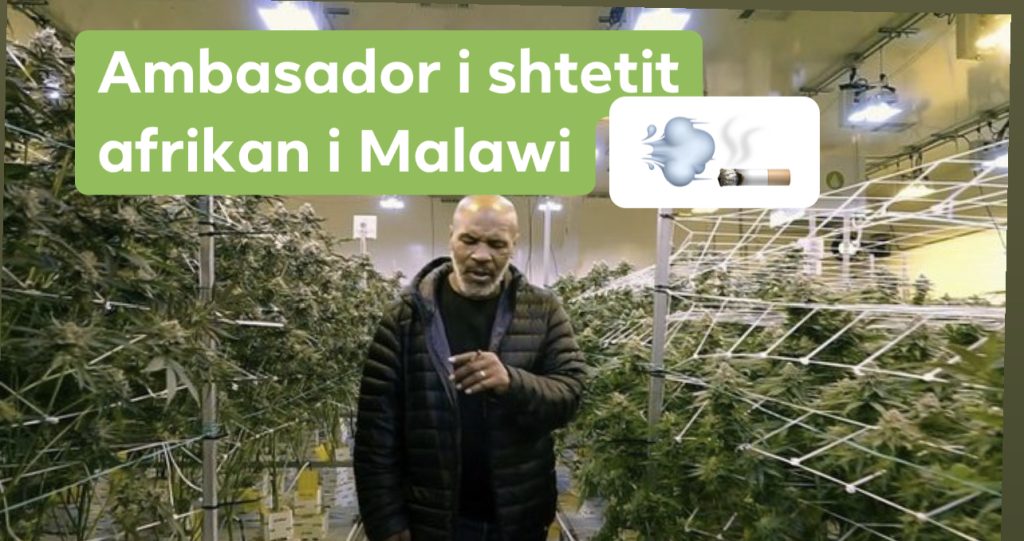 Mike Tyson të bëhet ambasador i prodhimit të kanabisit