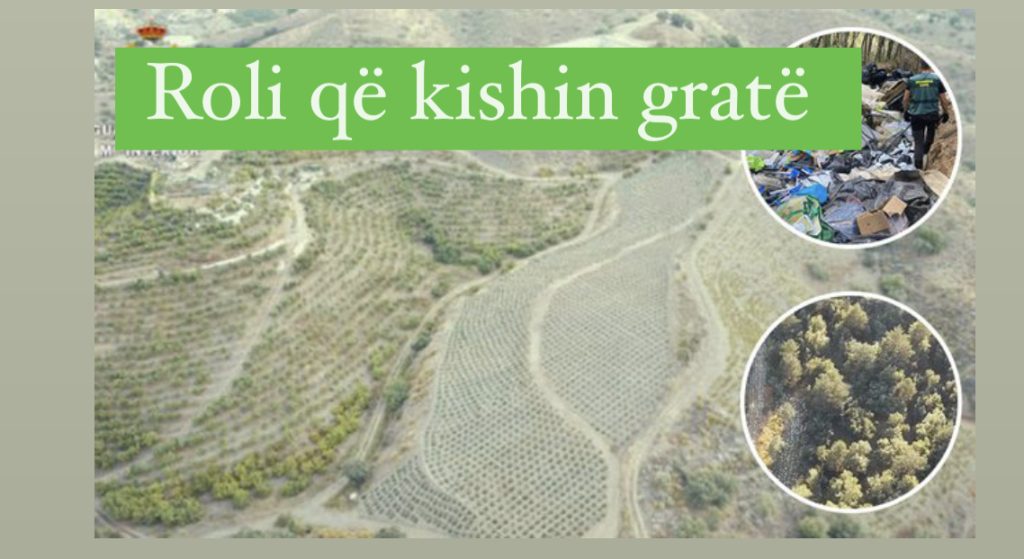 Shqiptarët mbushin kodrat e Spanjës me hashash