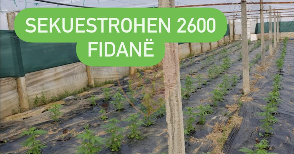 Në pranga babë e bir në Vaun e Dejës, kultivuan kanabis