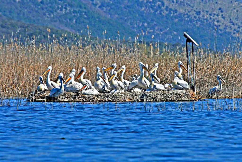 Pelikanët e Prespës të prekur nga gripi H5N1