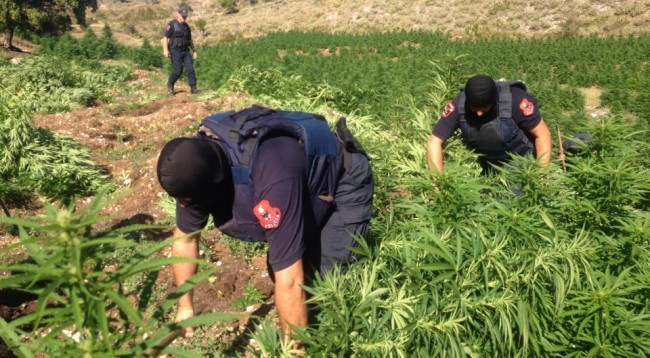 Policia gjen 400 fidanë   kanabis brenda   72-orëve në territorin e  Krujës