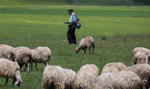 Rënia e krerëve në blegtori çon në rekord importet e mishit më 2021