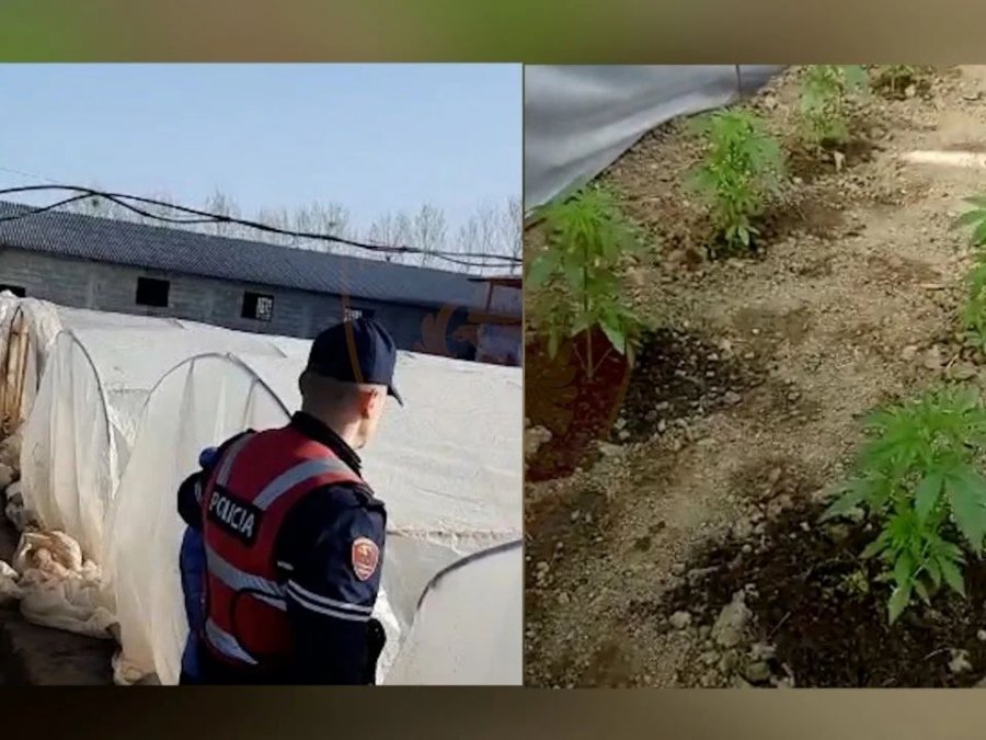 Thumanë: 10 sera me kanabis mbrapa shtëpisë
