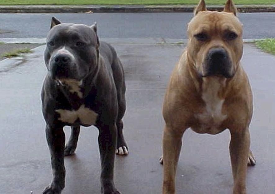 Tiranë/ Qentë pitbull kafshojnë gruan, arrestohet pronari i tyre