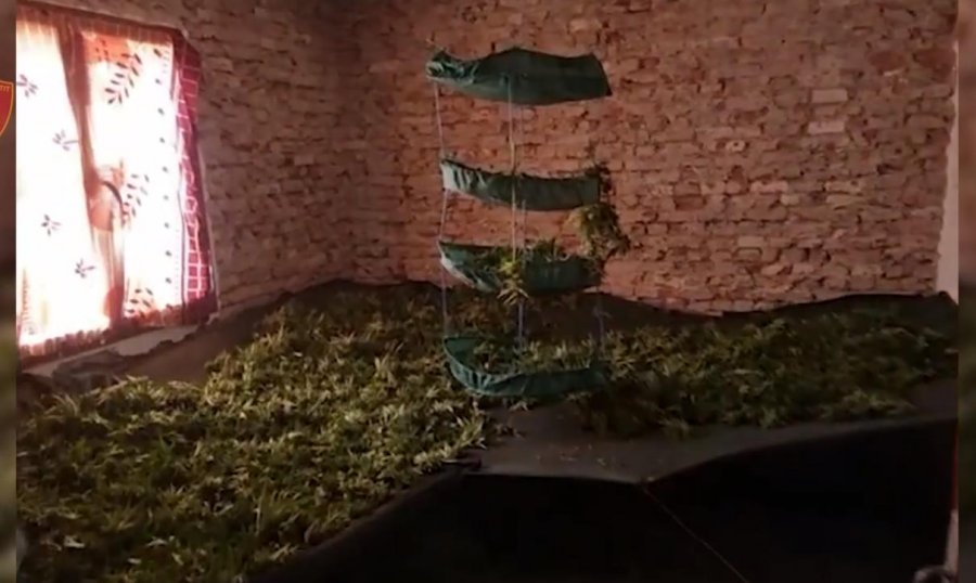 Mamurras, arrestohet pronari i laboratorit të kanabisit