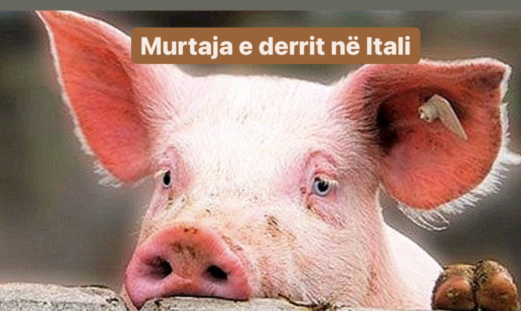 Alarm në vendin fqinj të Shqipërisë, pas lisë së majmunit shfaqet edhe “murtaja e derrit”