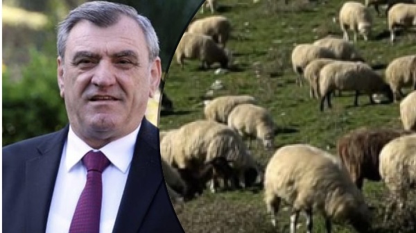 Duka: Bashkë me njerëzit, kanë ikur edhe lopët e dhitë