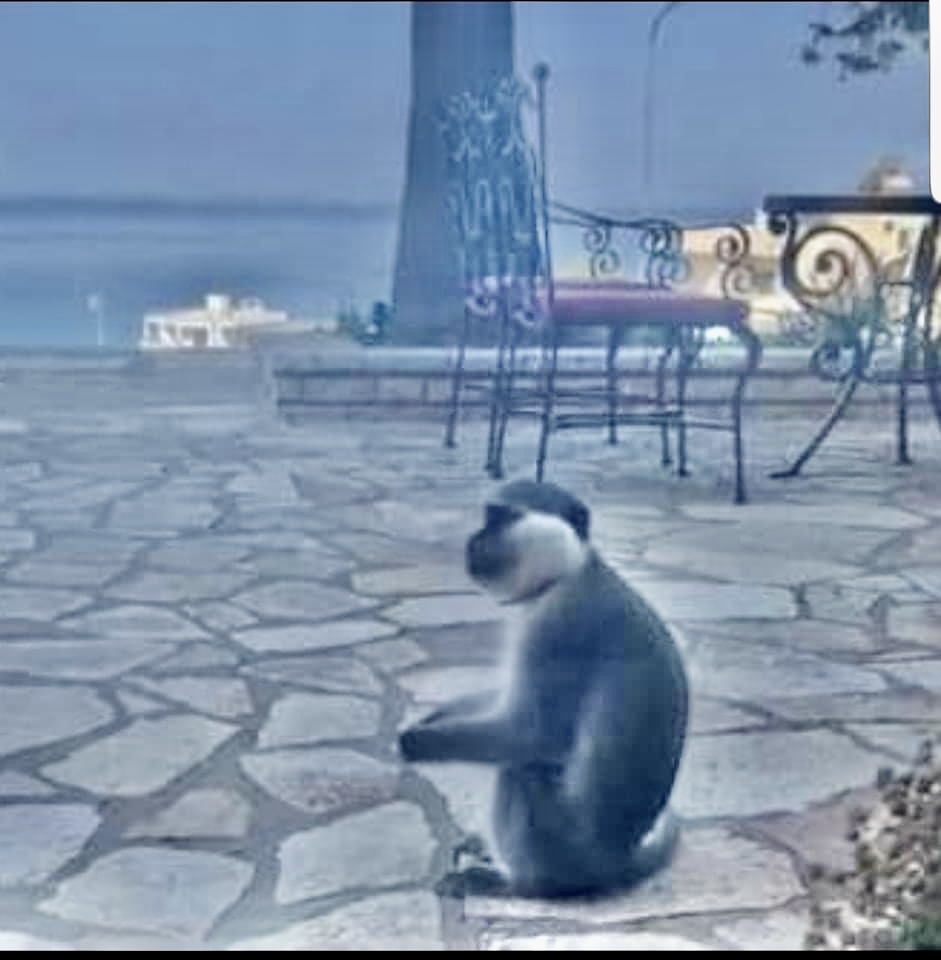 Intervistë me majmunin që rrahu tre policë dhe një turist grek