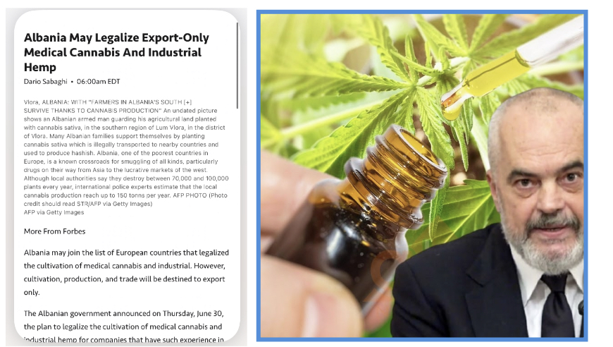 Legalizimi i kanabisit në Shqipëri, “Forbes”: Krimi nuk frenohet, shqiptarët s’do ta përdorin dot si ilaç