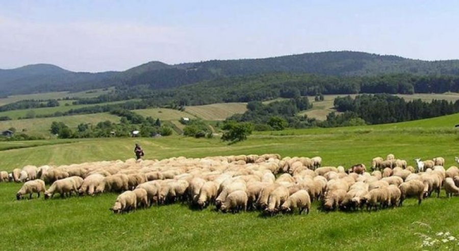 Çobanët po shesin bagëtitë dhe largohen në emigracion
