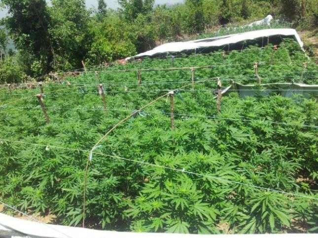 Zbulohet parcela me “bar” në Greqi, arrestohen 2 shqiptarë
