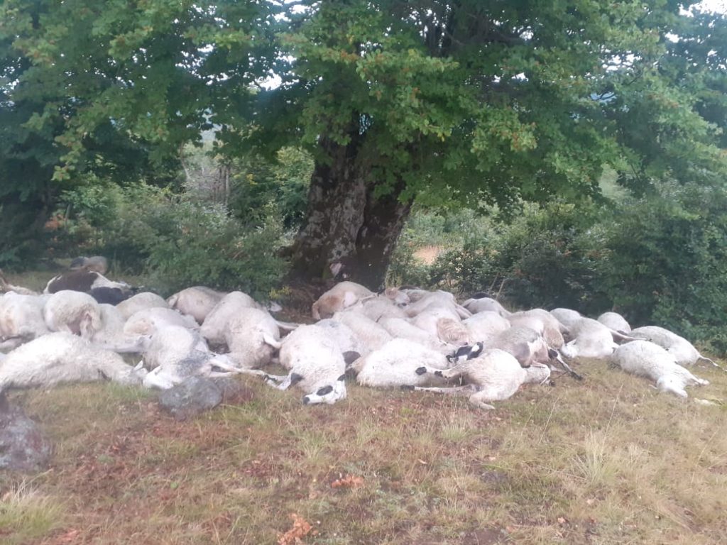 Gramsh, rrufeja i vrau tufën me 165 dele