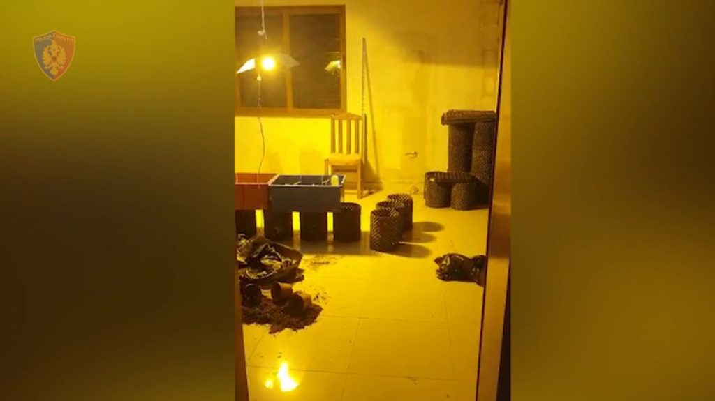 34   të arrestuar në Shkodër! Kapet një 32-vjeçar që kishte përshtatur dhomën për kultivim droge
