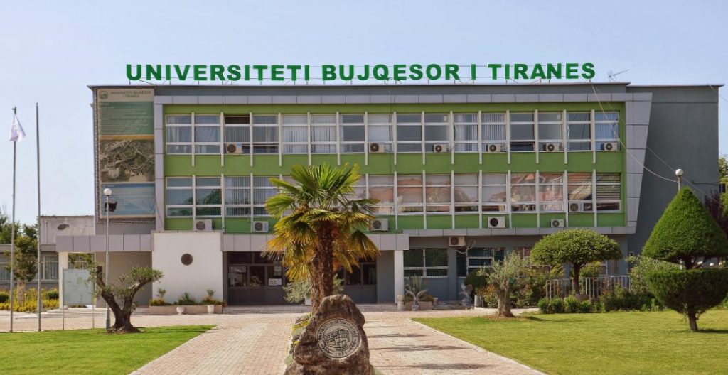 Vidhen dy bagëti në ambientet e Universitetit Bujqësor në Tiranë