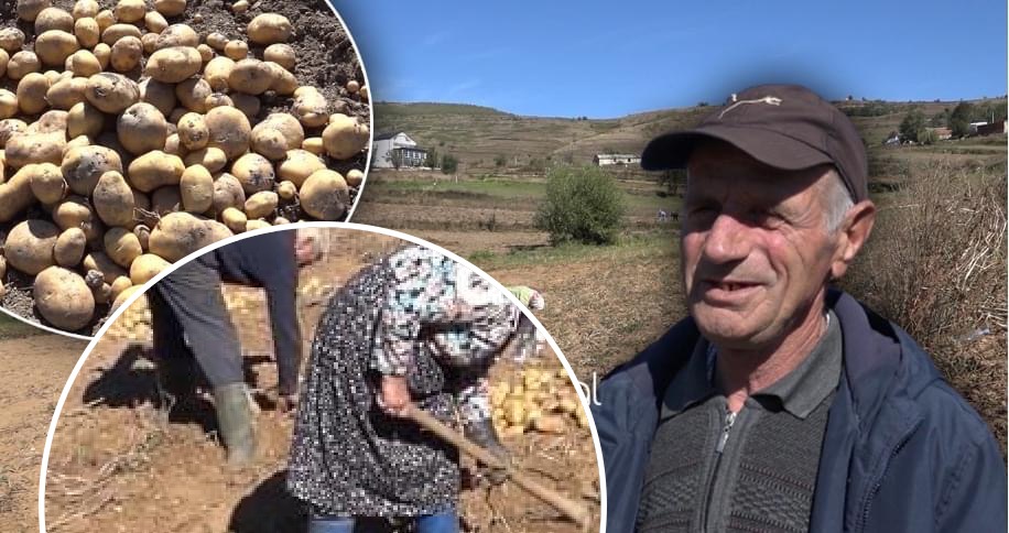Lushnjarët hedhin domatet në kanal, kuksianët groposin patatet! Shqipëria “po lulëzon”