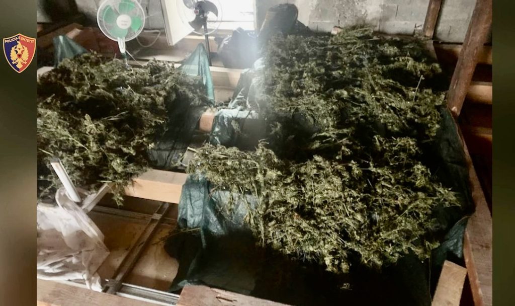 Shkodër, në pranga e  gjithë familja  për kanabis