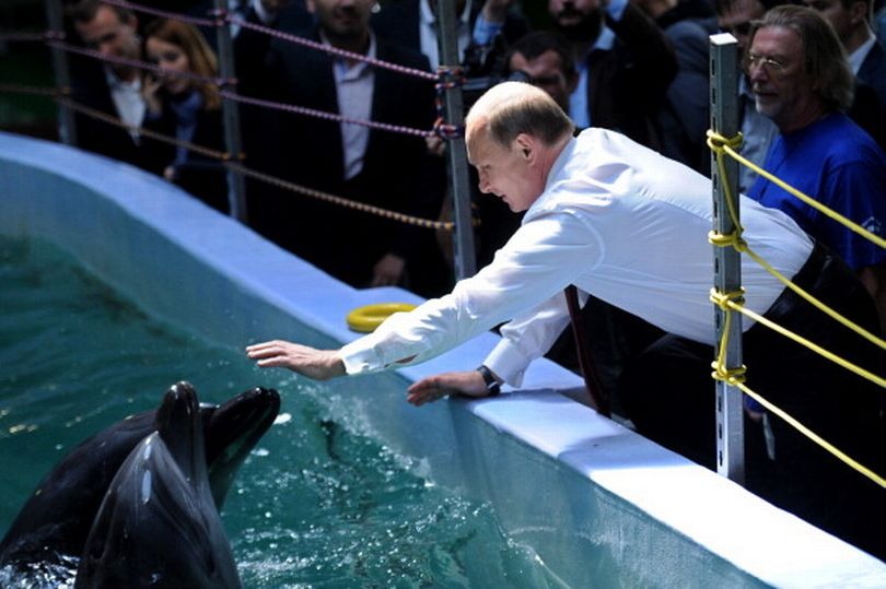 Putin “ka vrarë” mbi 50,000 delfinë në Detin e Zi që nga fillimi i luftës në Ukrainë