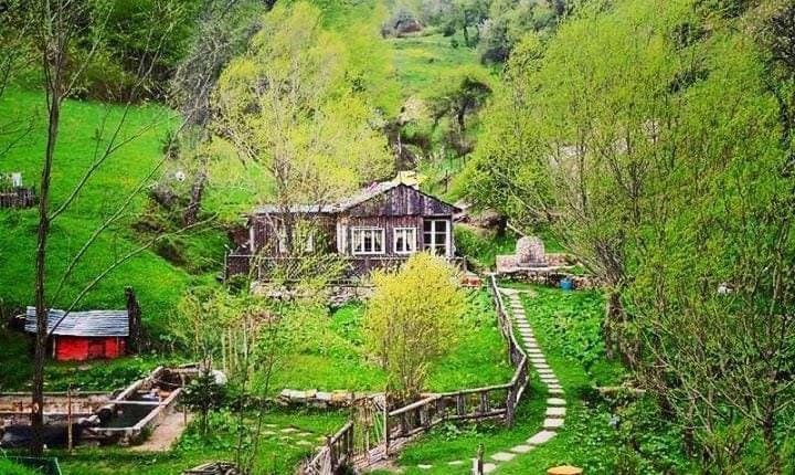 MAGJIA E DARDHËS