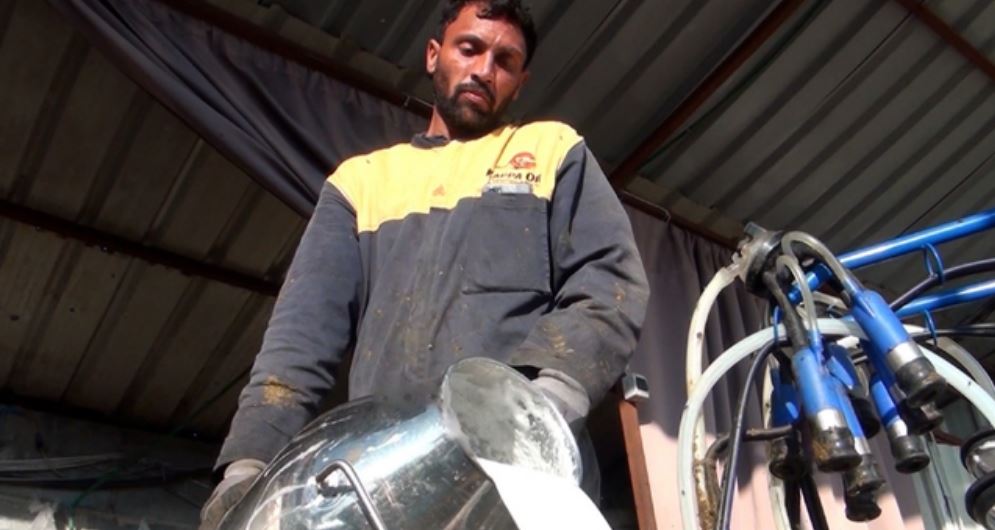 Pakistanezë të  punësuar në Krujë  në fermën e lopëve