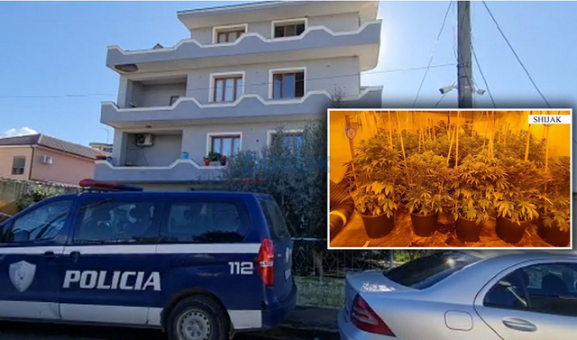 Shijak/ Fredi Krasniqi merr përsipër kultivimin e drogës dhe nxjerr alibinë: Më duhen paratë se s’paguaj dot një operacion