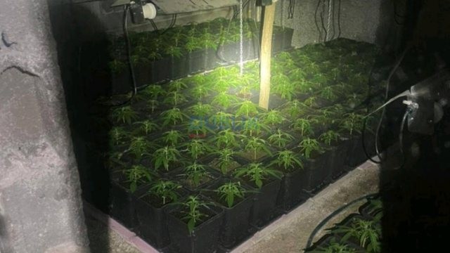 Policia zbulon tre laboratorë droge në veri, arreston dy serbë