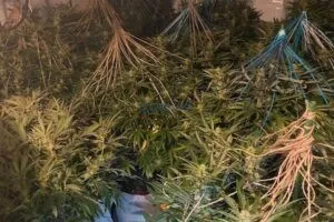 Malësi të Madhe, policia zbuloh disa sera me kanabis, rreth 5 mijë rrënjë