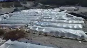 Operacioni i policisë/ Zbulohen 27 sera me kanabis në Malësinë e Madhe