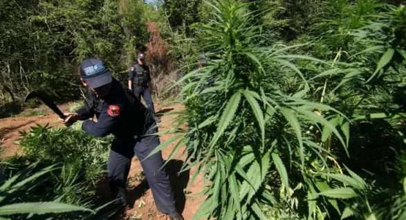 Operacion antidrogë në Krujë, Lezhë dhe Shkodër/ Asgjësohen 1099 fidanë cannabis sativa të kultivuar në kubikë dhe tokë