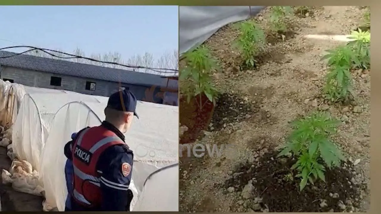 Zbulohet sera me kanabis në Lezhë , në pranga 2 persona .