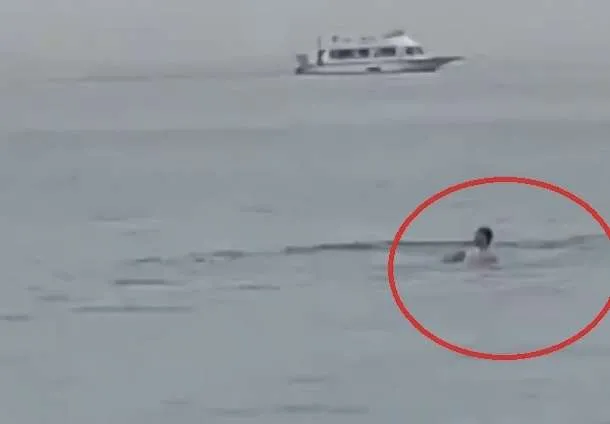 Tmerr në Hurghada të Egjiptit, peshkaqeni shqyen në det turistin e resortit