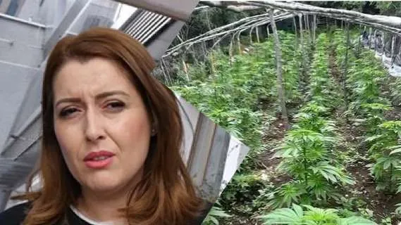 Ministrja Manastirliu: Sanksione subjekteve që shkelin kushtet e licencave për kanabisin  mjekësor