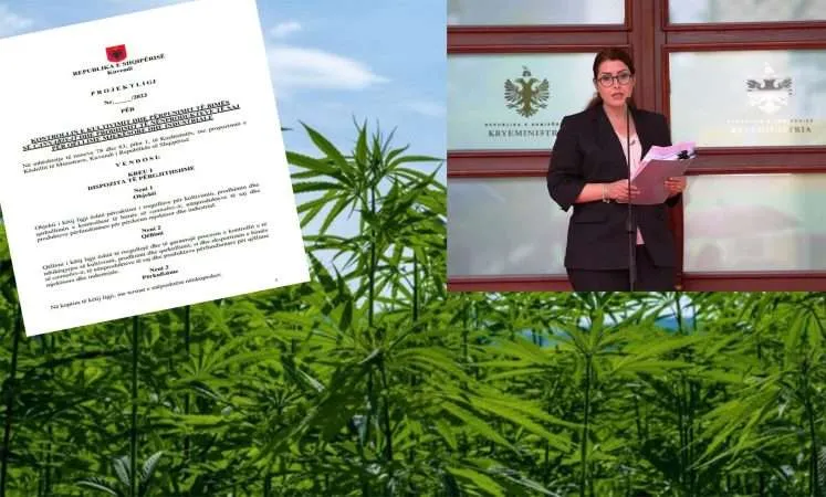 Zbardhet projektligji i qeverisë për legalizimin e kanabisit!