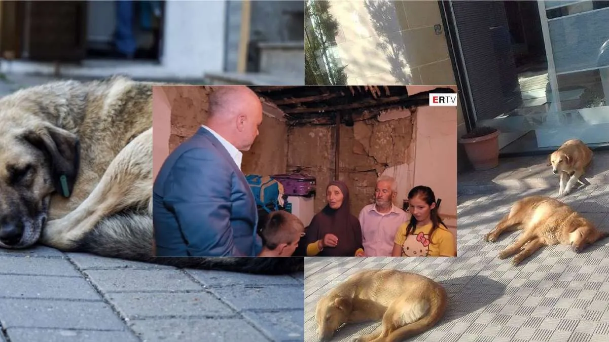 Pushteti që i konsideron qytetarët më pak se qentë e rrugëve