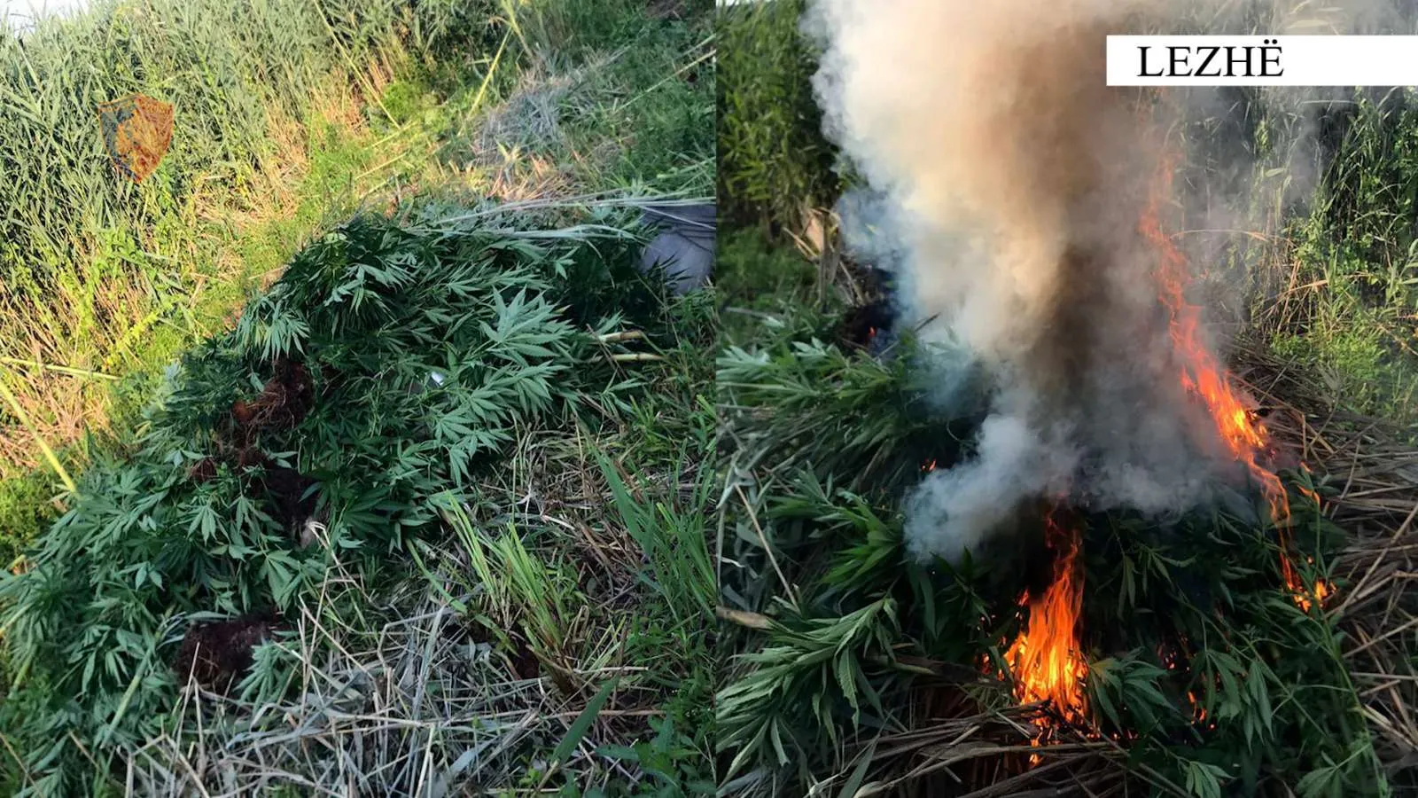 Megaoperacioni në 4 qytete, asgjësohen mijëra fidanë kanabis 