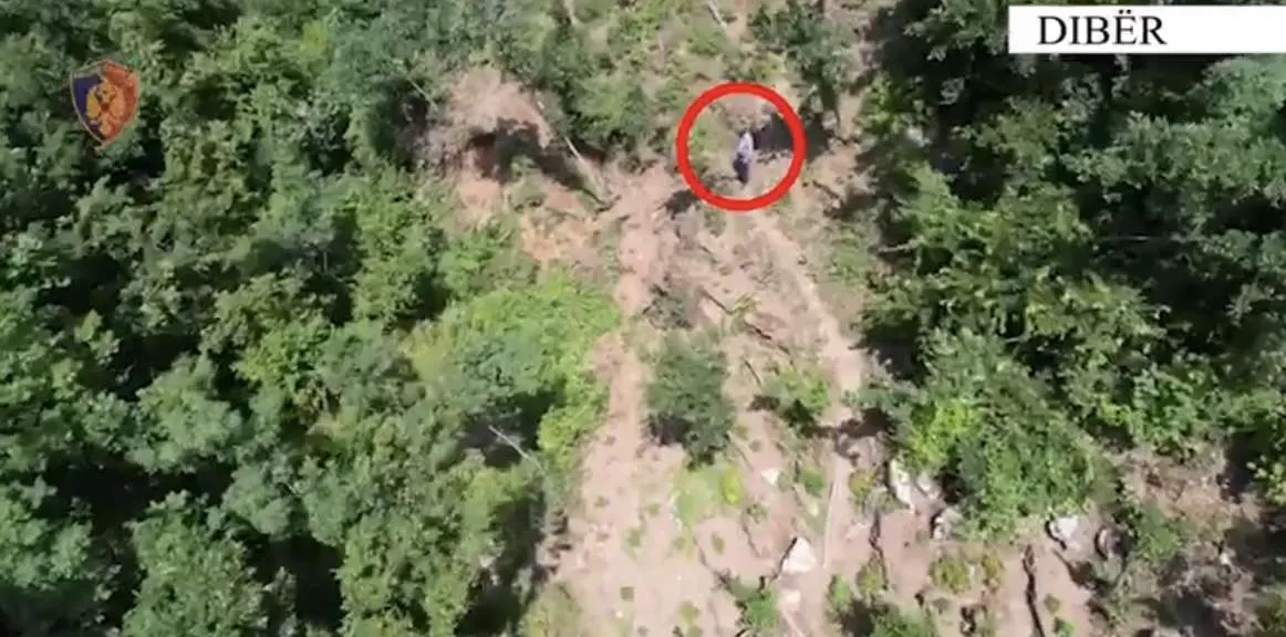 Dibër asgjësohen 233 bimë narkotike, kapet 62-vjeçari që po vadiste parcelën