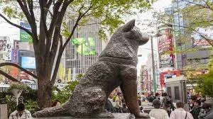 Hachiko qeni më besnik në botë mbush 100 vjeç.