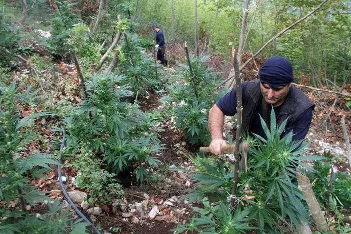 Asgjësohen 161 rrënjë droge në Malsinë e Madhe