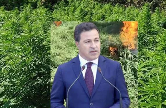 Jepet masa arrest me burg për 3 ushtarakët që kultivuan hashash në repartin e ushtrisë