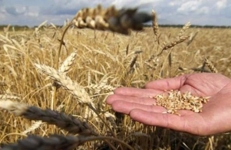 Fermerët të falimentuar nga çmimi  i grurit 50% më i lirë në treg