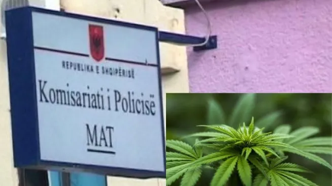 Matit, arrestohet një person që kultivoi 260 bimë narkotike në një fshat