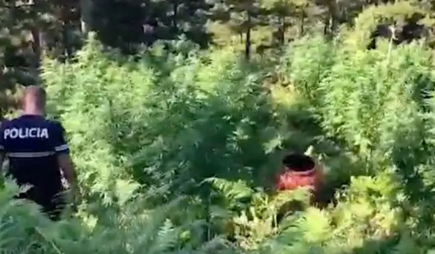Policia djeg mijëra bimë narkotike në malin e Tomorrit dhe arreston disa kultivues e shpërndarës droge