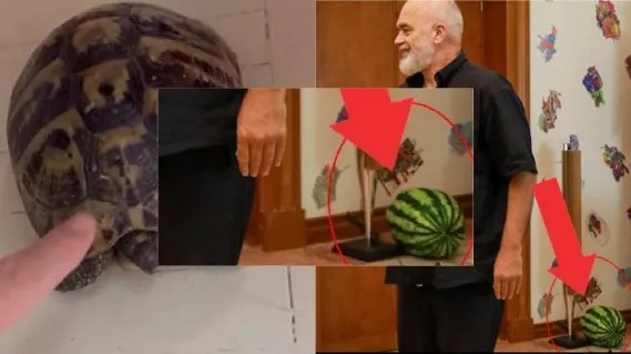Kryeministri Edi Rama mban në zyrë edhe një shalqi përveç breshkës
