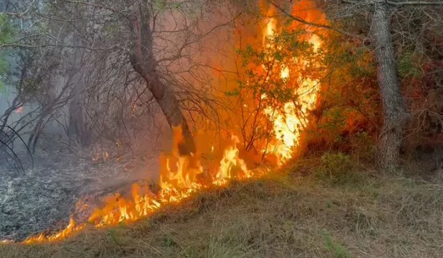 Pishporo, flakët  përpijnë pishat , pritet  ndërhyrja nga ajri për shuarjen e zjarrit