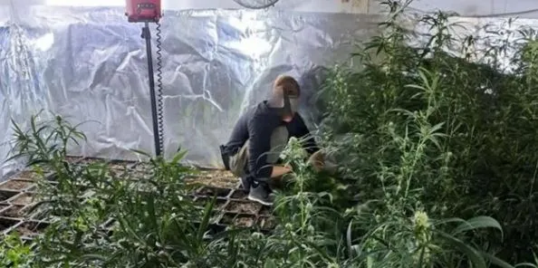 Shpërbëhet grupi holandez që ndihmonte kultivuesit e kanabisit në Gjermani, në pranga edhe 2 të rinj shqiptarë